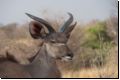 etosha2008bild101.jpg