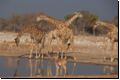 etosha2008bild103.jpg