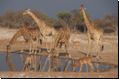 etosha2008bild104.jpg