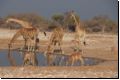 etosha2008bild105.jpg