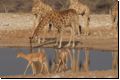 etosha2008bild106.jpg