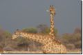 etosha2008bild107.jpg