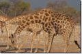 etosha2008bild108.jpg