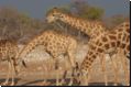 etosha2008bild109.jpg