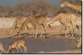 etosha2008bild110.jpg