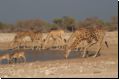 etosha2008bild111.jpg