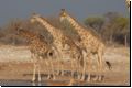 etosha2008bild112.jpg