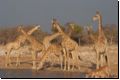 etosha2008bild114.jpg