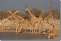etosha2008bild115.jpg