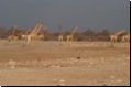 etosha2008bild116.jpg