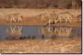 etosha2008bild117.jpg