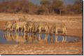 etosha2008bild119.jpg
