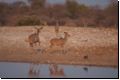etosha2008bild120.jpg