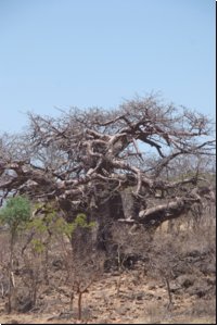 nordnamibia2008bild028.jpg