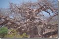 nordnamibia2008bild027.jpg