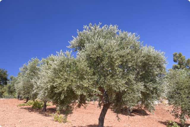 jordanien_2022_10553.jpg