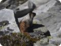 can2018_0277_g.jpg