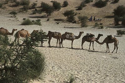 bild_gross_mali_2003_042.jpg