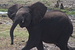 Chobe - Botswana