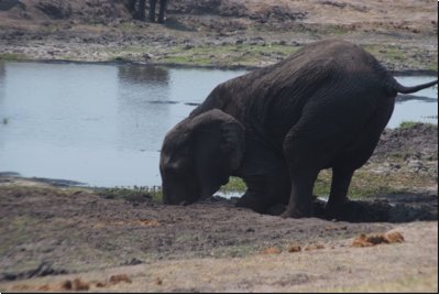 chobe2008bild032.jpg
