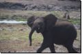 chobe2008bild031.jpg