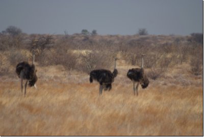 kalahari2008bild016.jpg