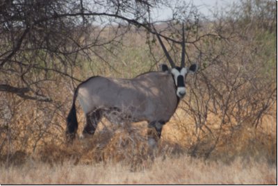 kalahari2008bild017.jpg