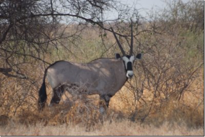 kalahari2008bild018.jpg