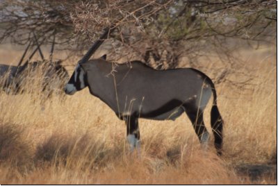 kalahari2008bild019.jpg