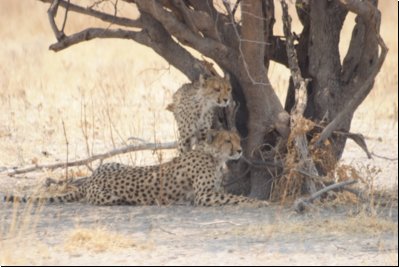 kalahari2008bild044.jpg
