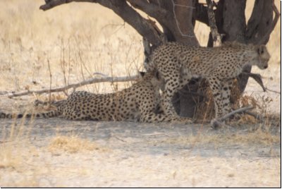 kalahari2008bild045.jpg