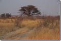 kalahari2008bild054.jpg