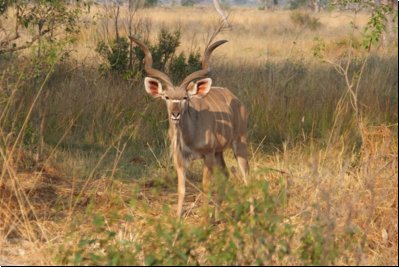 okawango2008bild015.jpg