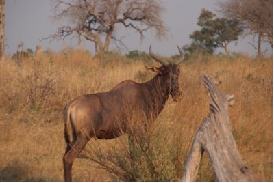 okawango2008bild017.jpg