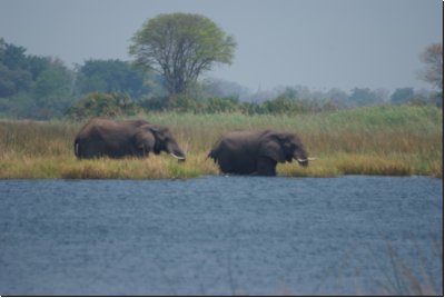 okawango2008bild037.jpg