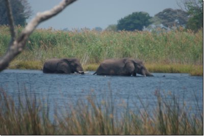 okawango2008bild040.jpg