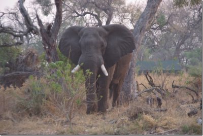 okawango2008bild053.jpg
