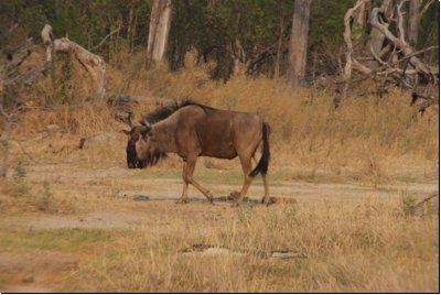 okawango2008bild055.jpg