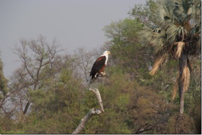 okawango2008bild057.jpg