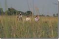 okawango2008bild029.jpg