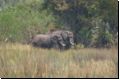 okawango2008bild035.jpg