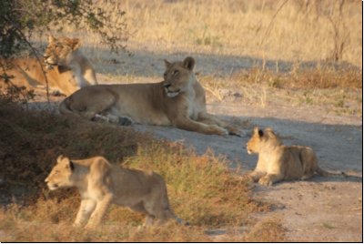 savuti2008bild019.jpg
