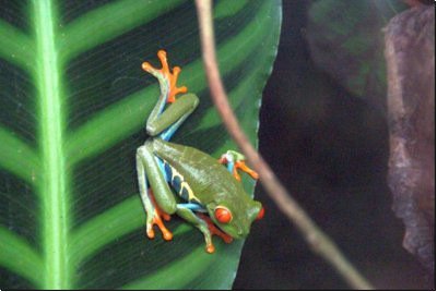costarica2010bild035.jpg