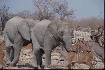 etosha2008bild004.jpg