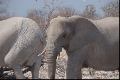 etosha2008bild014.jpg