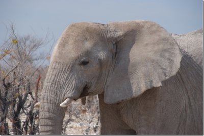 etosha2008bild018.jpg