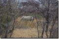etosha2008bild030.jpg