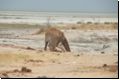 etosha2008bild032.jpg