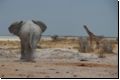 etosha2008bild033.jpg