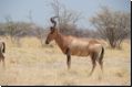 etosha2008bild034.jpg